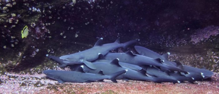 Archipel Revillagigedo Requin