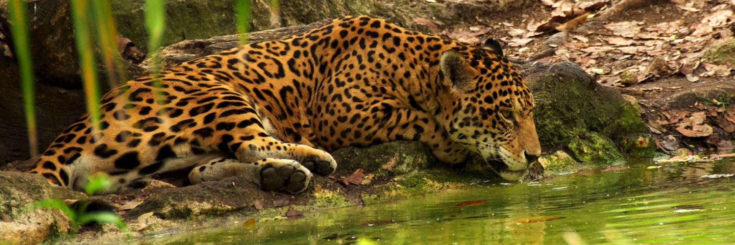 Jaguar Mexique