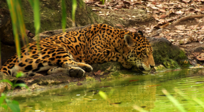 Jaguar Mexique