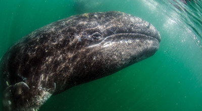 Mer Cortes Baleine Basse Californie Mexique