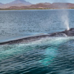 Mer Cortes Baleine Basse Californie Mexique