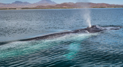 Mer Cortes Baleine Basse Californie Mexique