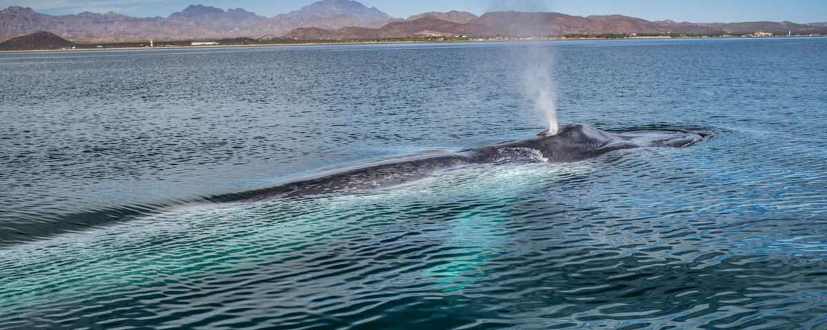 Mer Cortes Baleine Basse Californie Mexique