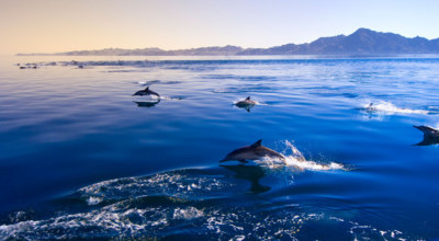 Mer Cortes Dauphin Basse Californie Mexique