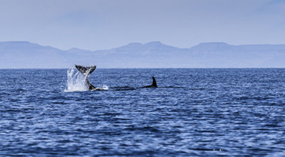 Mer Cortes Orque Basse Californie Mexique