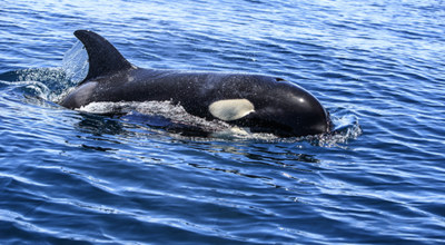 Mer Cortes Orque Basse Californie Mexique