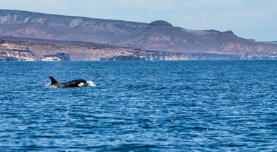 Mer Cortes Orque Basse Californie Mexique