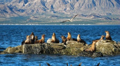 Mer Cortes Otarie Basse Californie Mexique