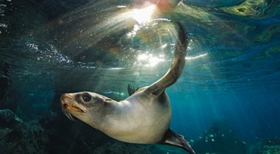 Mer Cortes Otarie Basse Californie Mexique