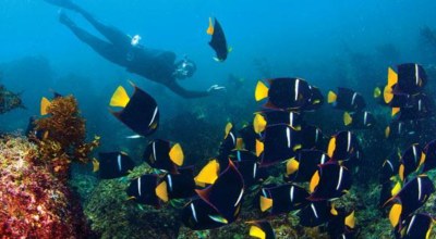 Mer Cortes Poisson Basse Californie Mexique