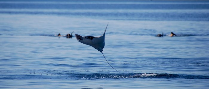 Mer Cortes Raie Manta Basse Californie Mexique