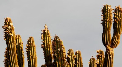 Pinacate Altar Sonora Mexique