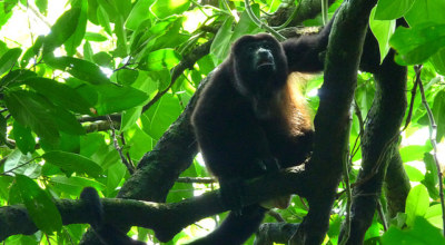 Forêt tropicale Chiapas Mexique Singe Hurleur Mexique