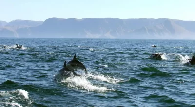 Mer Cortes dauphin Basse Californie Mexique