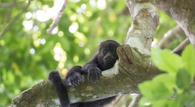 Singe Punta Laguna Mexique