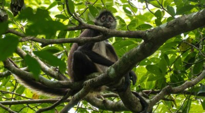 Singe Punta Laguna Mexique