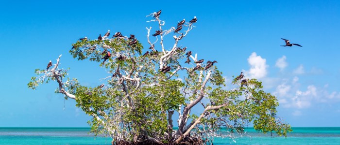 observation respectueuse de la faune au Yucatán