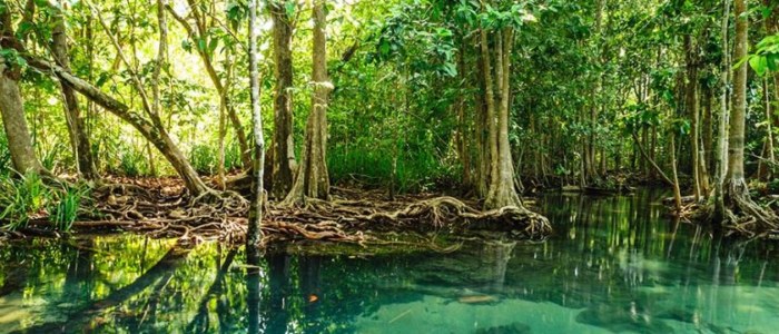 Ouragan Cancun Mangrove Mexique