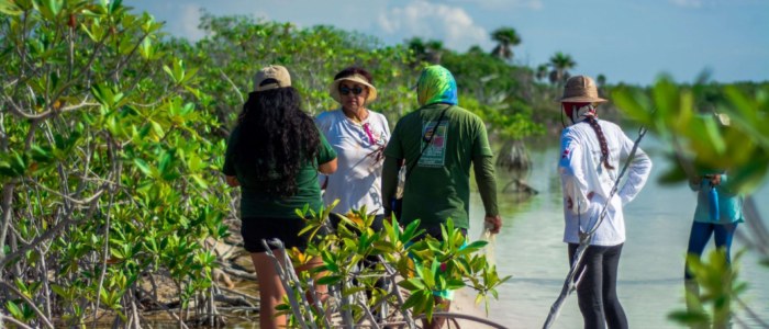 Hotel eco responsable manglar Mexique