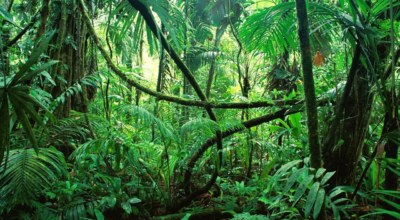 Jungle Chiapas Lacandon Mexique