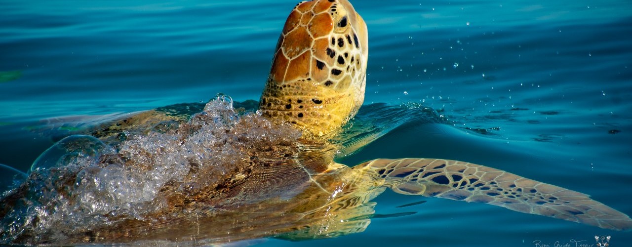 Sauvons les tortues marines sur les côtes des Caraïbes Mexique Découverte