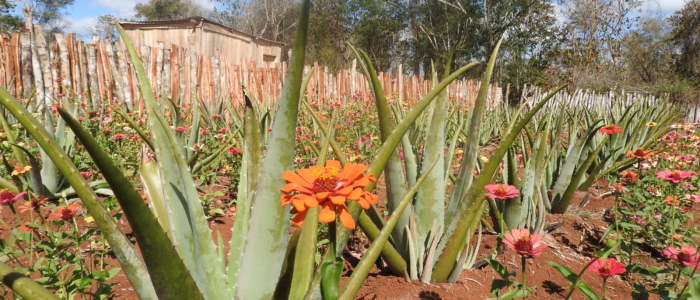 Médecine ancestrale traditionnelle Mexique aloe vera