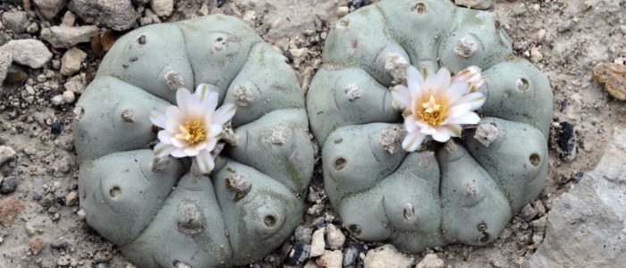 Medecine ancestrale traditionnelle Mexique cactus hallucinogène peyote