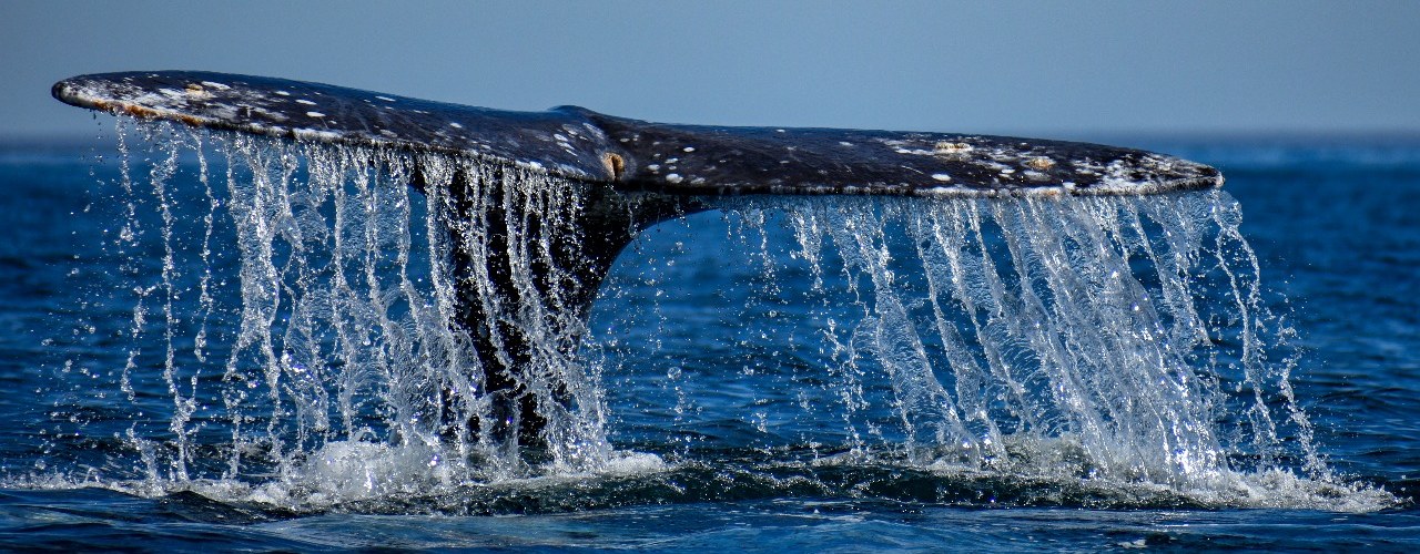 Fevrier mois Amour Mexique Baleine