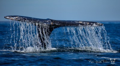 Fevrier mois Amour Mexique Baleine