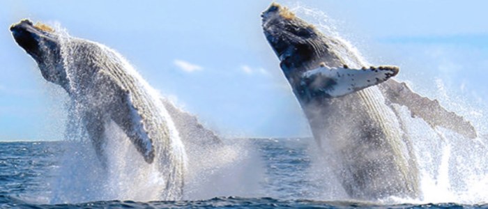 Baleine Basse Californie Mexique