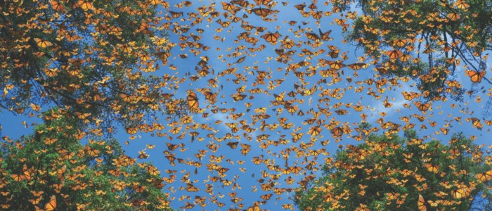 Fevrier mois Amour nature Mexique Papillon Monarque