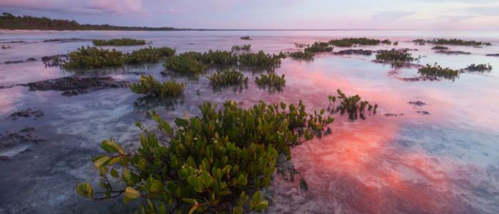 Mangrove Mexique La Paz