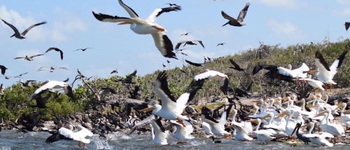 Mangrove Mexique oiseaux migrateurs