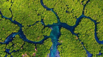 Mangrove Mexique Sian ka an