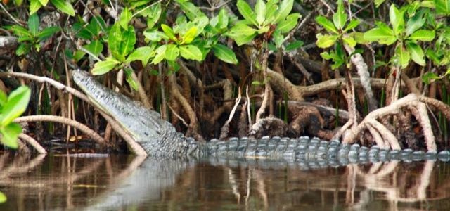 Mangrove Mexique Sian ka an cocodrile