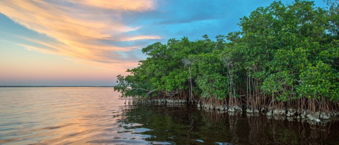 Protection biodiversite marine Mexique mangrove coucher de soleil