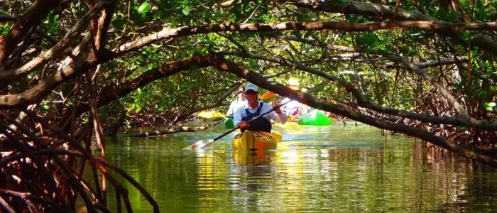 Protection biodiversite marine Mexique Mangrove kayak