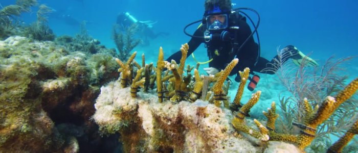 Protection biodiversite marine Mexique plongeurs transplantant coraux