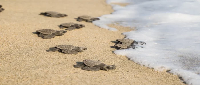 Voyage sur-mesure Amis voyageurs Mexique Puerto Escondido Tortues