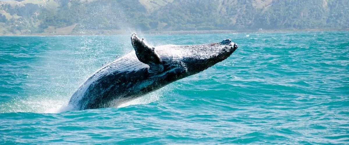 Baleine en Basse Californie Mexique baleine grise