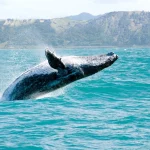 Baleine en Basse Californie Mexique baleine grise