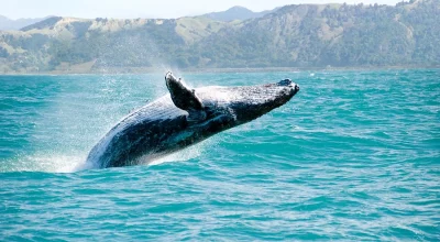 Baleine en Basse Californie Mexique baleine grise