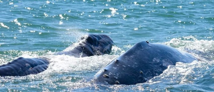 Baleine en Basse Californie Mexique baleine grise famille