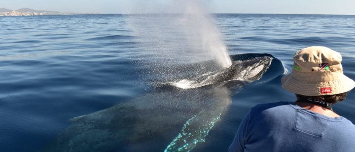 Baleine en Basse Californie Mexique baleine grise guide