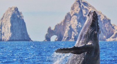 Engagement Mexique Découverte tourisme durable Basse Californie Baleine