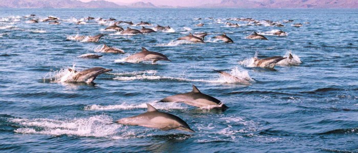 Dauphins Basse Californie Mexique Eco Tourisme