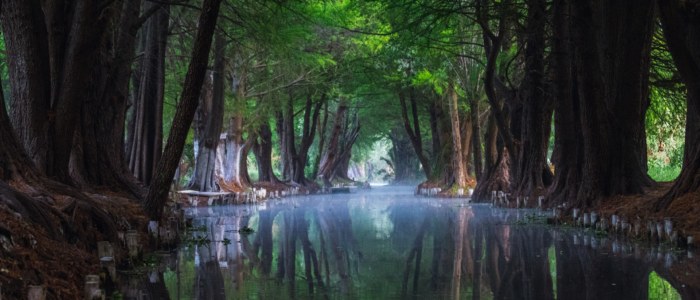 Trésor Caché Mexique Expérience exclusive mangrove