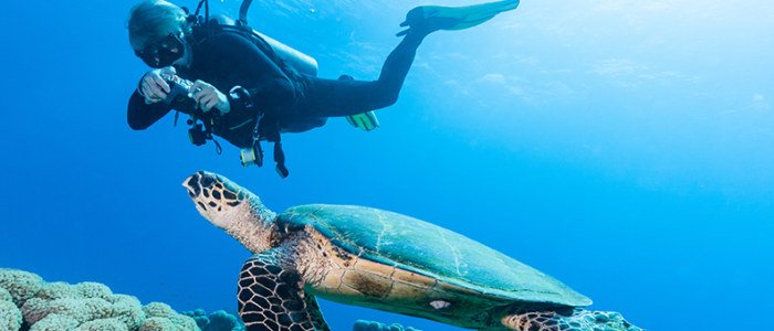 Voyage aventure Mexique incontournables plongeur tortue