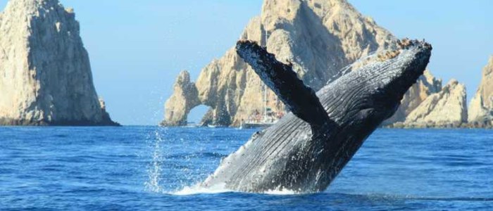 Explorez la Nature avec Mexique Découverte écologie baleine Mar de Cortes