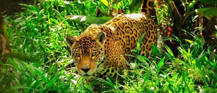 Explorez la Nature avec Mexique Découverte écologie Calakmul selva jaguar